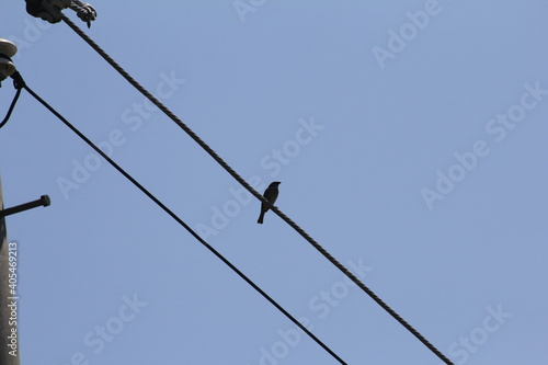 Tree sparrow