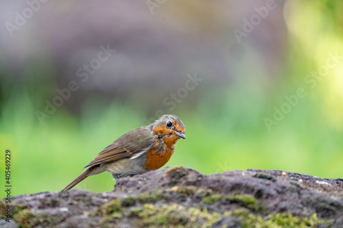 Close up portrait of an European robin on a wood trunk in a forest during summer