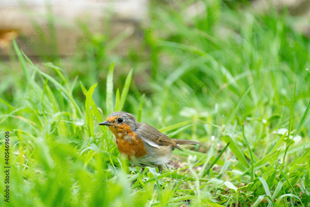 Close-up portrait of an European robin walking in grass in a forest during summer Close-up portrait of an European robin walking in grass in a forest during summer