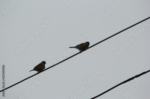 Tree sparrow © 대산 최