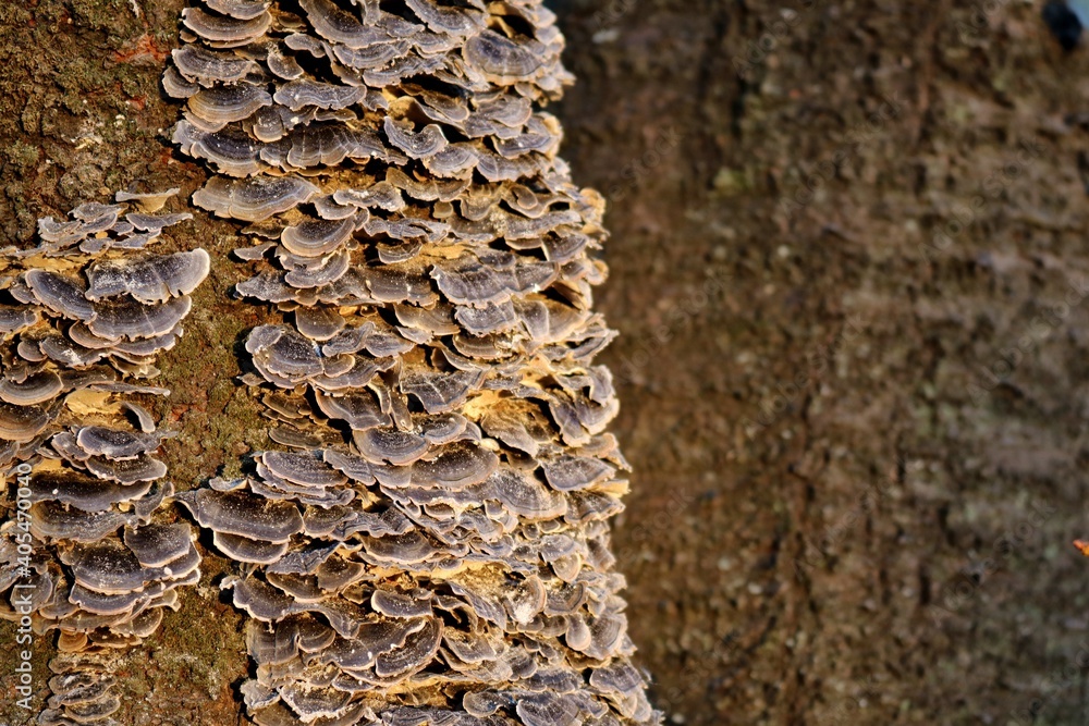 樹木に寄生するきのこ　公園　冬
