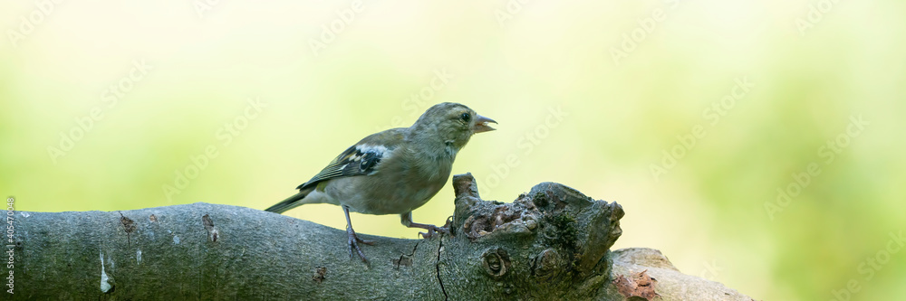 Fototapeta premium Panorma of a pretty female house finch perched on a branch in a tree in summe