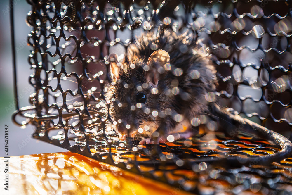 .A rat trapped in a cage that is a mousetrap. .A rat trapped in a cage that is a mousetrap.