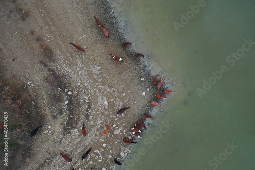 Aerial top down view of herd of horses drinking water from lake Bugaz, Crimea, Russia. Livestock grazing in the field. Rural scene, countryside landscape. Winter. photo