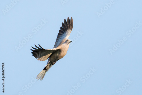 Flying Dove © Stockfotos