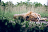 Male lion, lying down 
