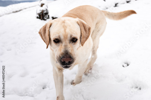 Labrador retriever on a snowy forest