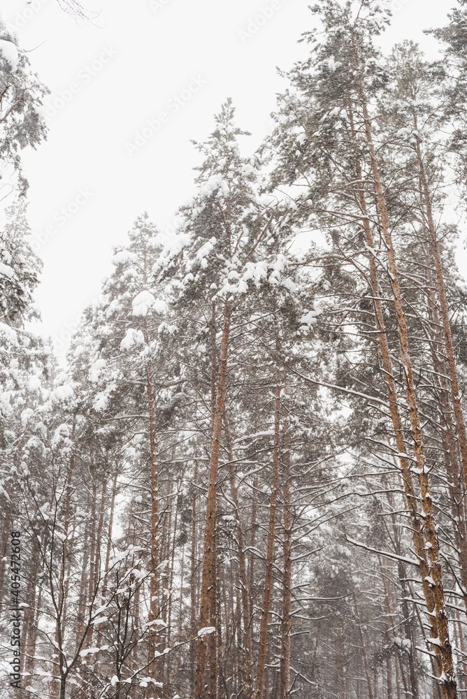 Fototapeta premium winter pine forest, pine trees in the snow, pine trunks