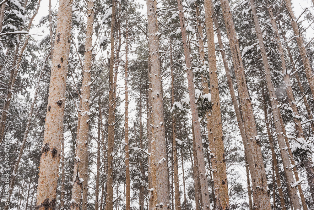 winter pine forest, pine trees in the snow, pine trunks