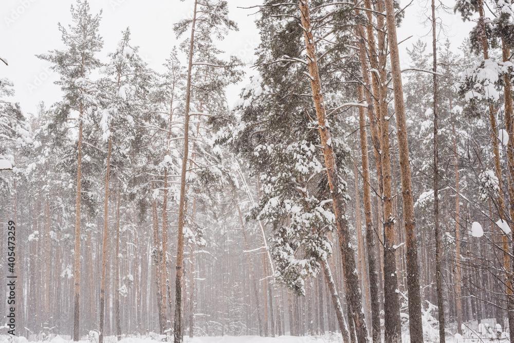 Fototapeta premium winter pine forest, pine trees in the snow, pine trunks