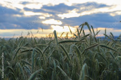 field of wheat