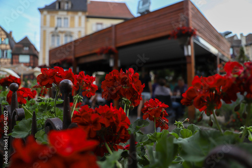 flowers in the city