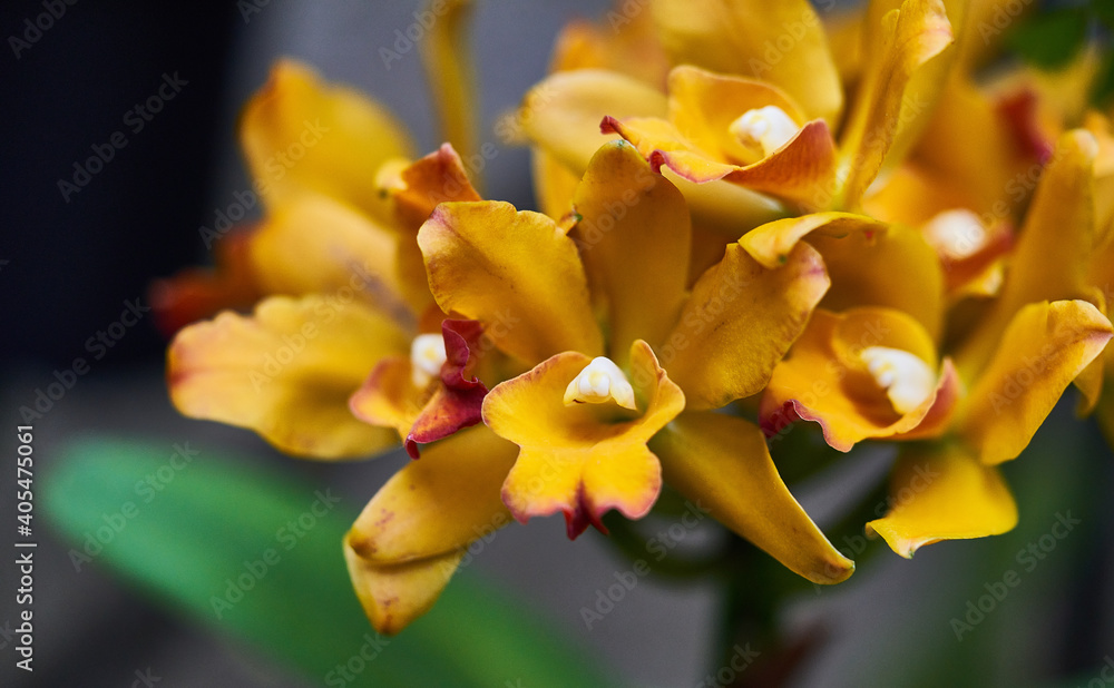 yellow flower yellow flower