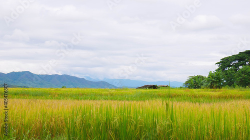 Rice fields and sky with mountain