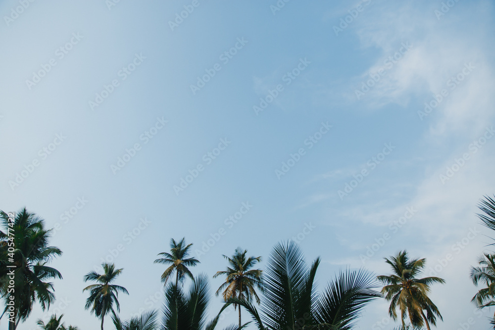 tops of palm trees against the sky