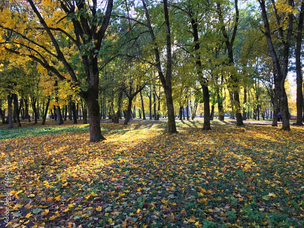 autumn park trees fallen leaves cold sun autumn park trees fallen leaves cold sun