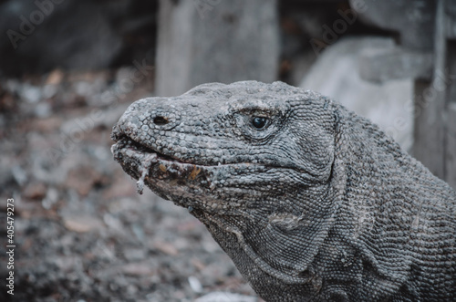 Komodo dragon, the biggest lizard, the last dinosaur. Reptile.	 photo