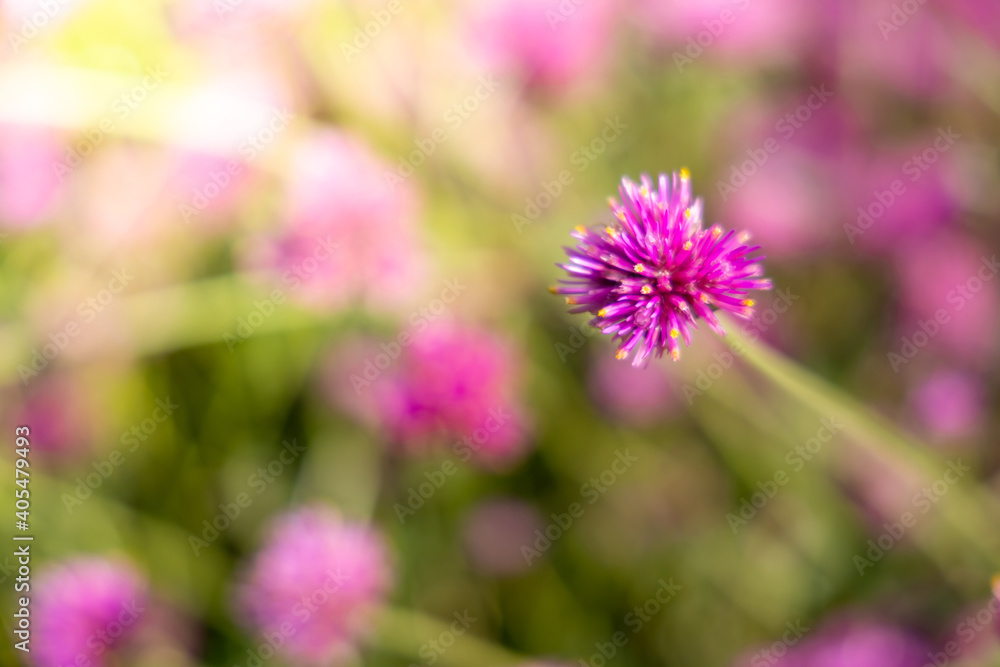 The background image of the colorful flowers