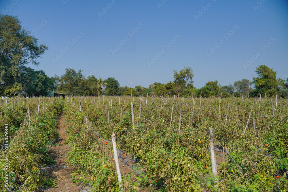 Fototapeta premium Tomato plant at agriculture field