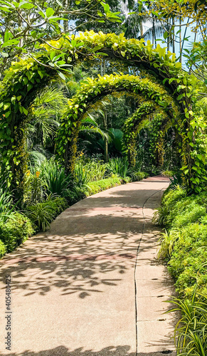 a romantic beautiful walkway in the park with all green flowers