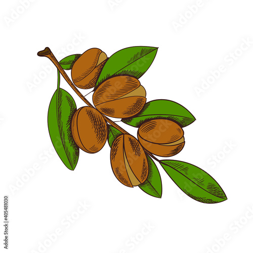 Vector Argan Colored Sketch, Hand Drawn Illustration Isolated on White Background.