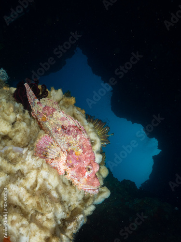 Bearded scorpionfish on white sea sponge  Mergui archipelago  Myanmar 