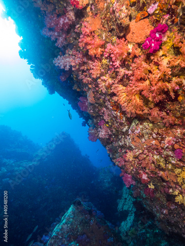 Underwater wall fully covered with corals (Mergui archipelago, Myanmar)