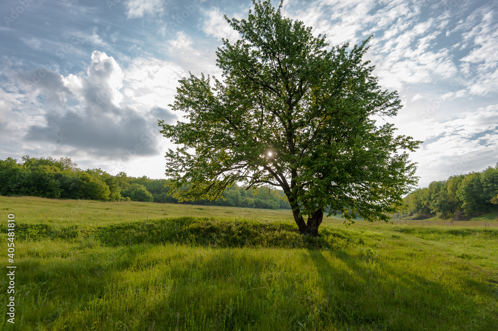 tree in the field tree in the field