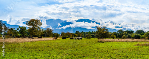 Cattle grazing on a field with mountain chain covered in white clouds nearby a village in Transylvania, Romania