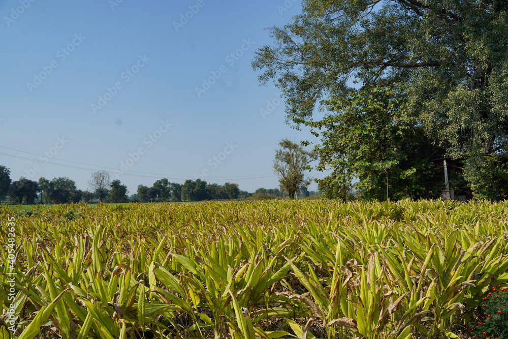 Beautiful landscape view of turmeric field.S Beautiful landscape view of turmeric field.S