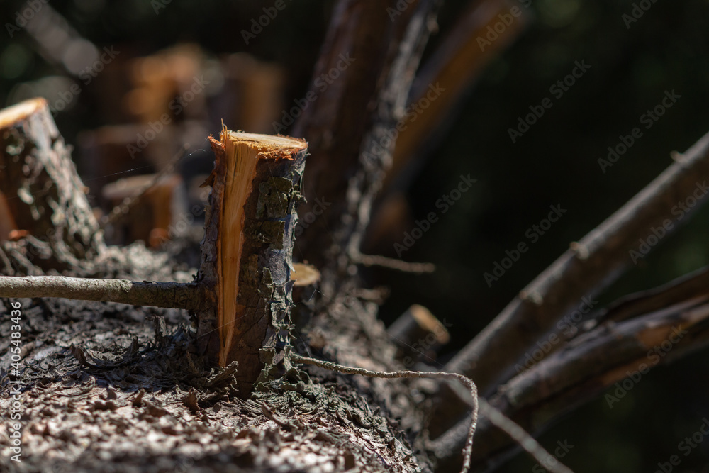 Fototapeta premium Deforestation 