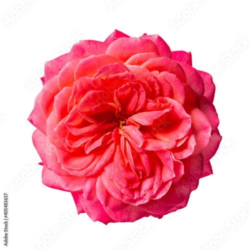 Pink rose isolated on white. Close-up of blooming flower head. © geshas