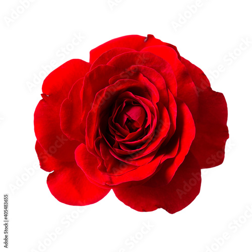 Fototapeta Naklejka Na Ścianę i Meble -  Red rose isolated on white. Close-up of blooming flower head.
