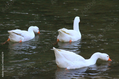 hermoso patos blancos bañandose en el rio y nadando photo