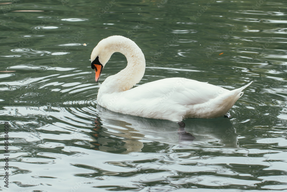 Fototapeta premium White swan on the pond