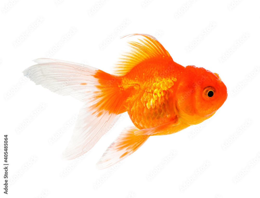 Gold Fish Isolated on White Background Gold Fish Isolated on White Background