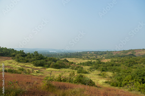 summer landscape with trees
