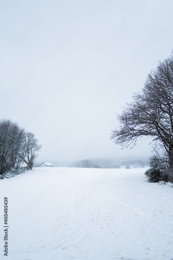 Dark snowfield with trees on both sides and a lot of emty space. Vertical Image Dark snowfield with trees on both sides and a lot of emty space. Vertical Image