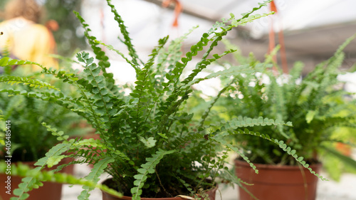 Growing ferns in a plant greenhouse