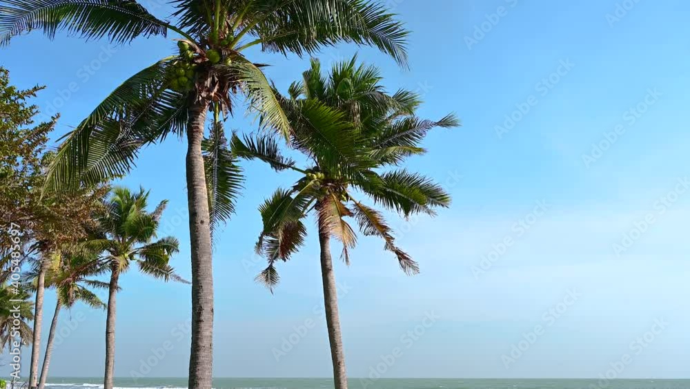 beautiful tropical view landscape with palm tree against the sunrise sky background. tropical concept. beautiful tropical view landscape with palm tree against the sunrise sky background. tropical concept.