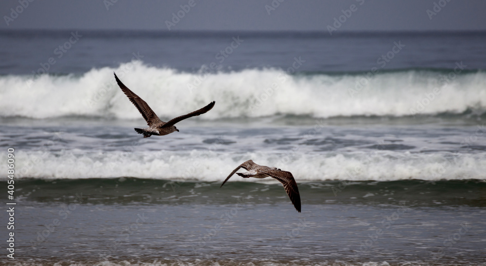 Fototapeta premium seagull flying over the sea