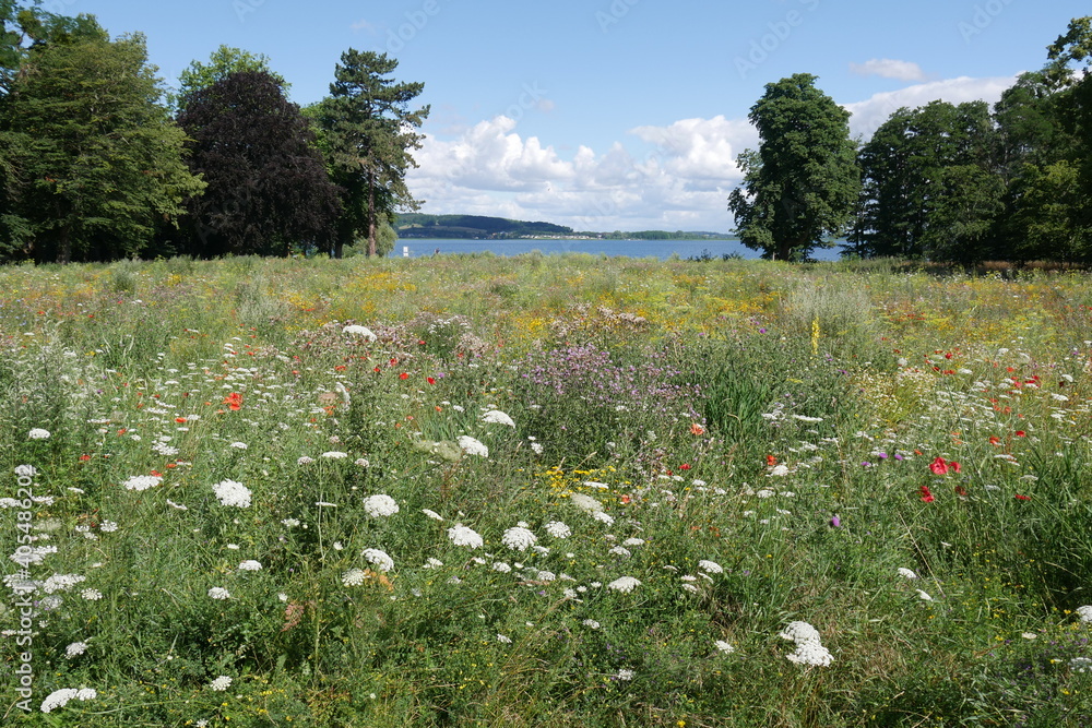 Blumenwiese mit Sommerblumen und Schafgarbe an Kummerower See in