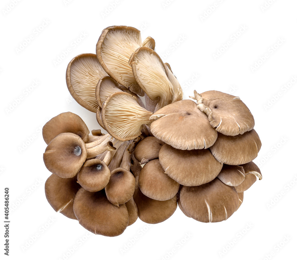 Oyster mushrooms on a white background Oyster mushrooms on a white background