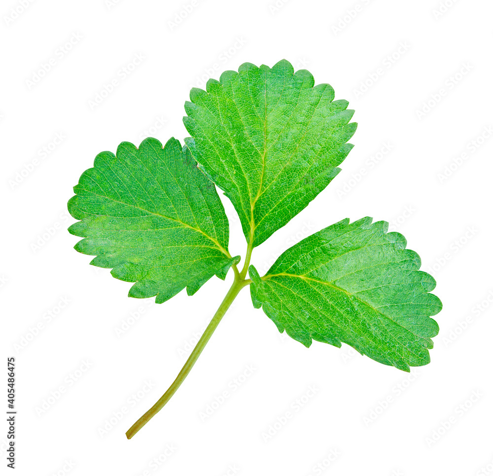 Fototapeta premium Strawberry leaves isolated on white background.