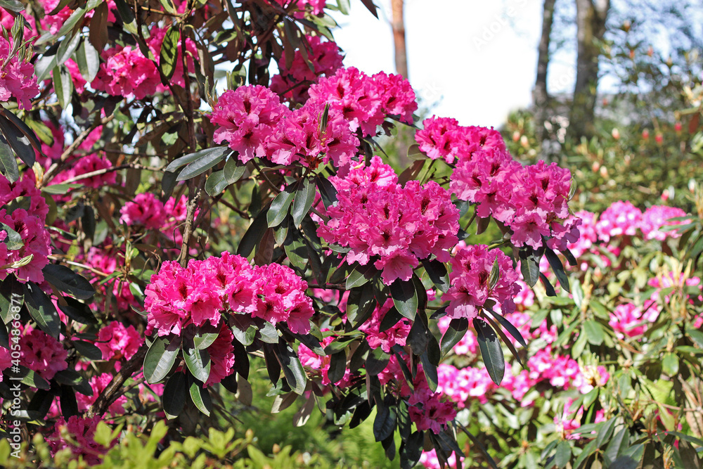 Rhododendron in spring. Rhododendron in spring.