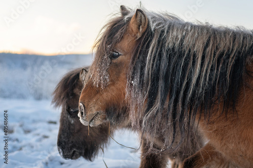 Close up portrait of a Yakut fluffy horses