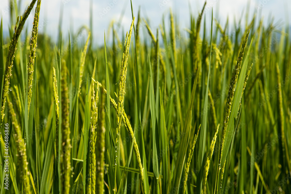 rice field