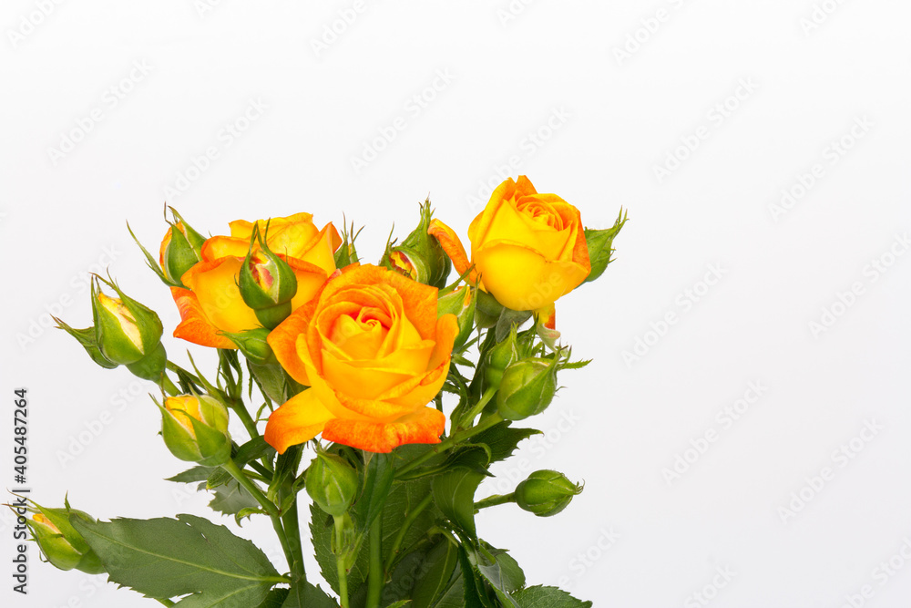 Beautifull orange roses isolated on white background. Copy space Beautifull orange roses isolated on white background. Copy space