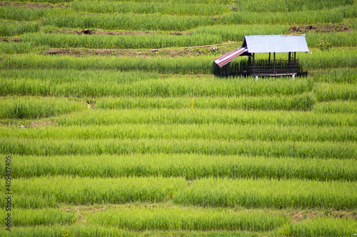landscape in the mountains green rice field