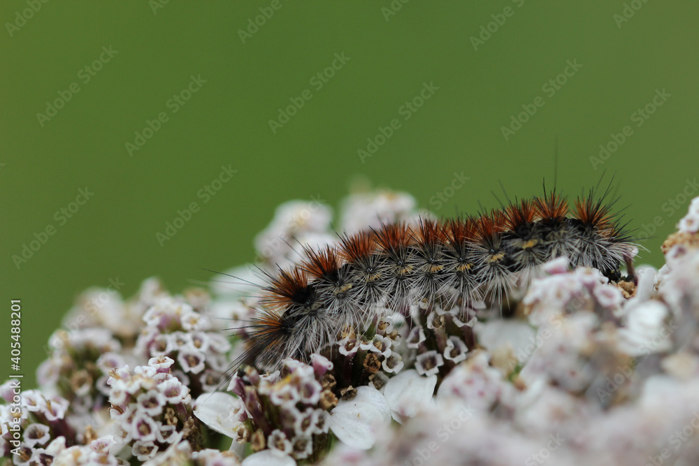 braune Schmetterlingsraupe auf weißen Blüten und vor grünem Hintergrund